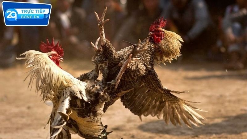 Đá gà trực tiếp 2Q Campuchia cực mãn nhãn 2 Trải nghiệm đá gà Campuchia tại 2Q có gì hay?