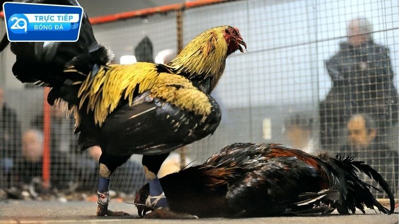 Đá gà trực tiếp 2Q Campuchia cực mãn nhãn 3 Cách đặt cược đá gà tại 2Q