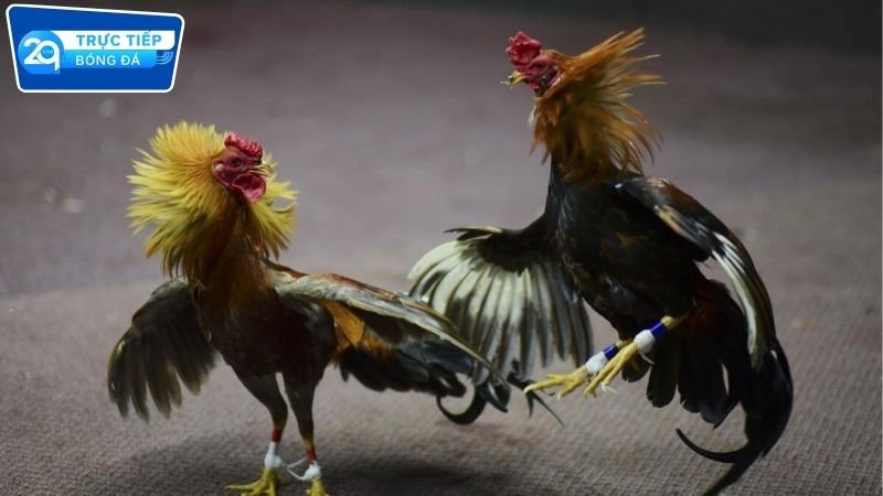 Đá gà trực tiếp 2Q Campuchia cực mãn nhãn 4 Ưu điểm khi chơi đá gà tại 2Q
